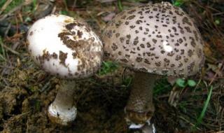 毒蘑菇显卡测试网站 毒蘑菇显卡测试网站