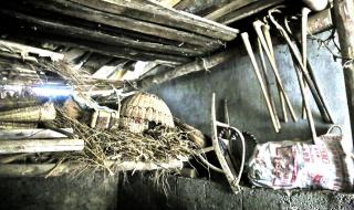 药用木瓜学名叫什么