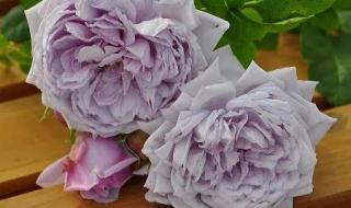 赤橙黄绿青蓝紫图片 赤橙黄绿青蓝紫图片