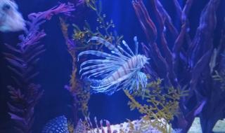 海昌极地海洋世界团购 海昌极地海洋世界团购