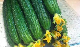 转基因食品的危害