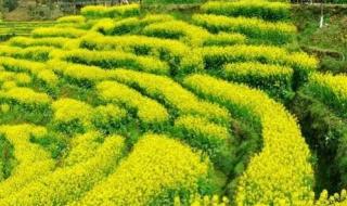 油菜花什么时候开