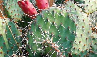 火龙果是仙人掌的果实 火龙果是仙人掌的果实